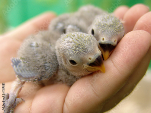 Agapornis