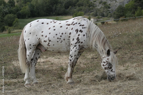 cheval mouchet  