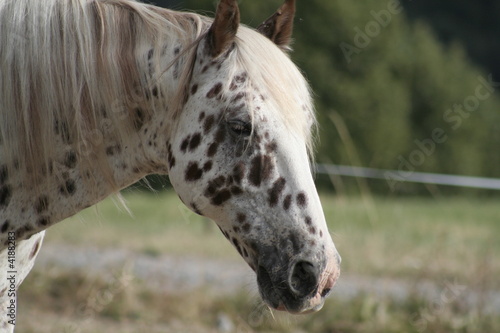 cheval dalmatien