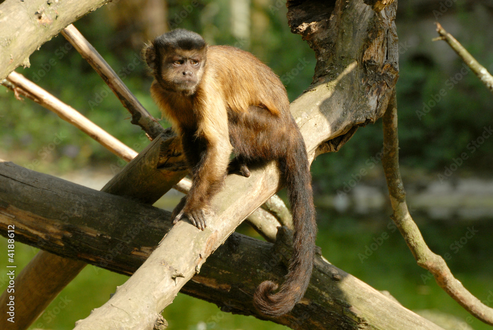 singe capucin singe capucin