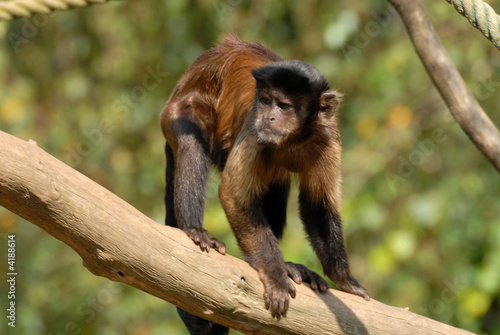 singe capucin