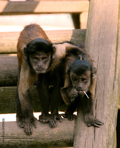 singes capucins