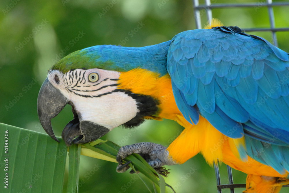 Obraz premium perroquet ara bleu
