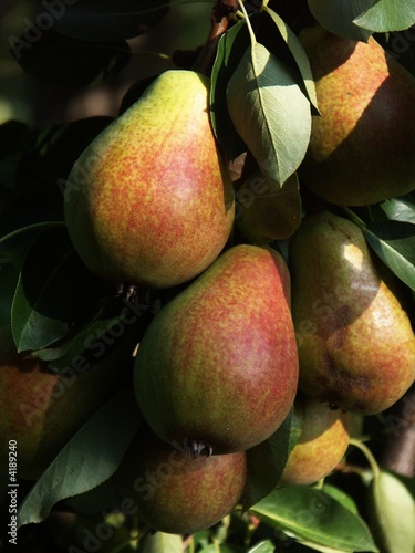Принти на полотні pear