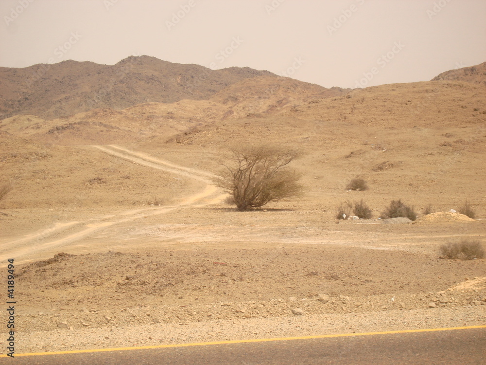 Bush in the desert
