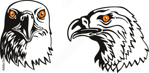 American Bald Eagle