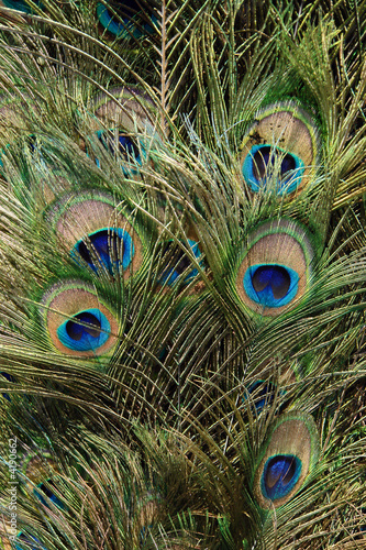 Peacock tail