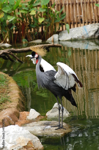 wild bird in the parks