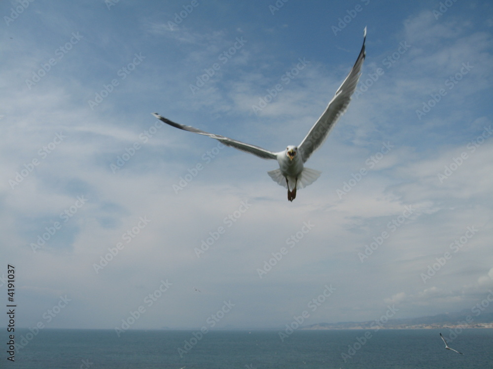 Obraz premium gaviota 6