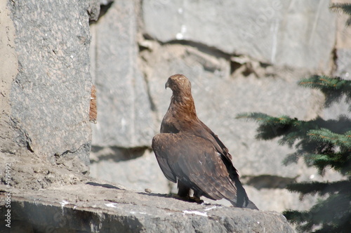 eagle