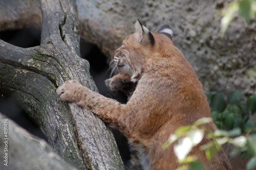 lynx