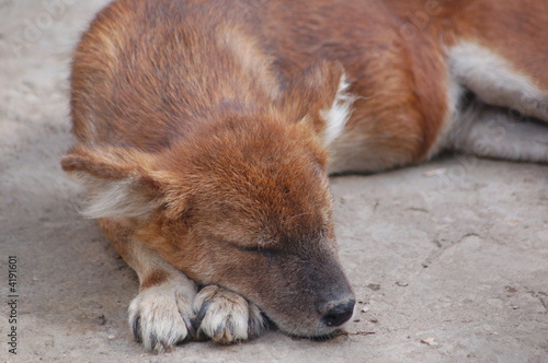 dog