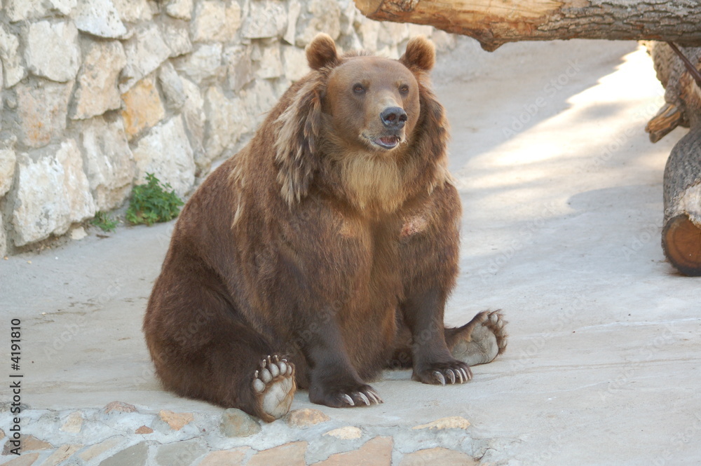 Fototapeta premium bear