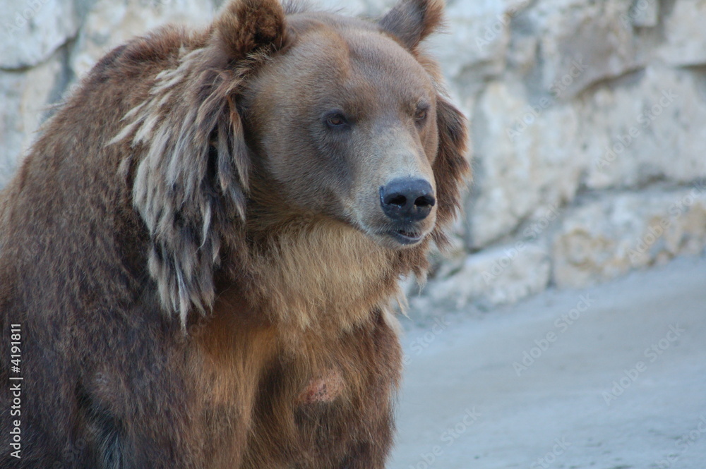 Fototapeta premium bear