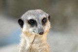 portrait de suricate 