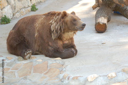 bear