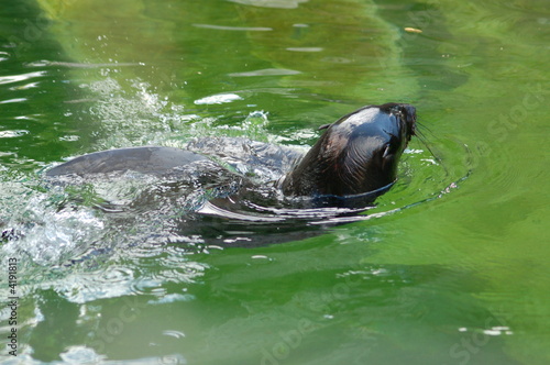 seacat