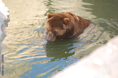 bear