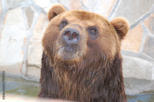 bear