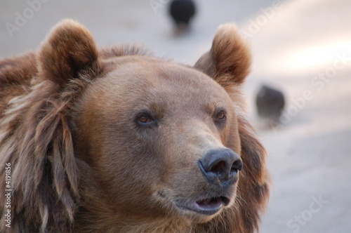 bear