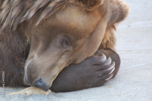 bear