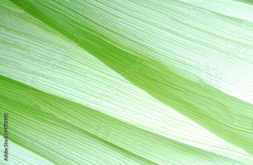 corn leaf photo