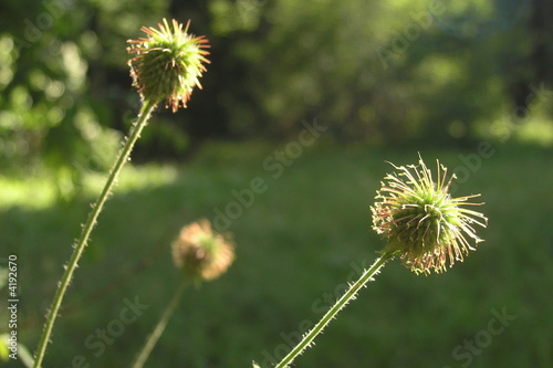 Sunny flowers