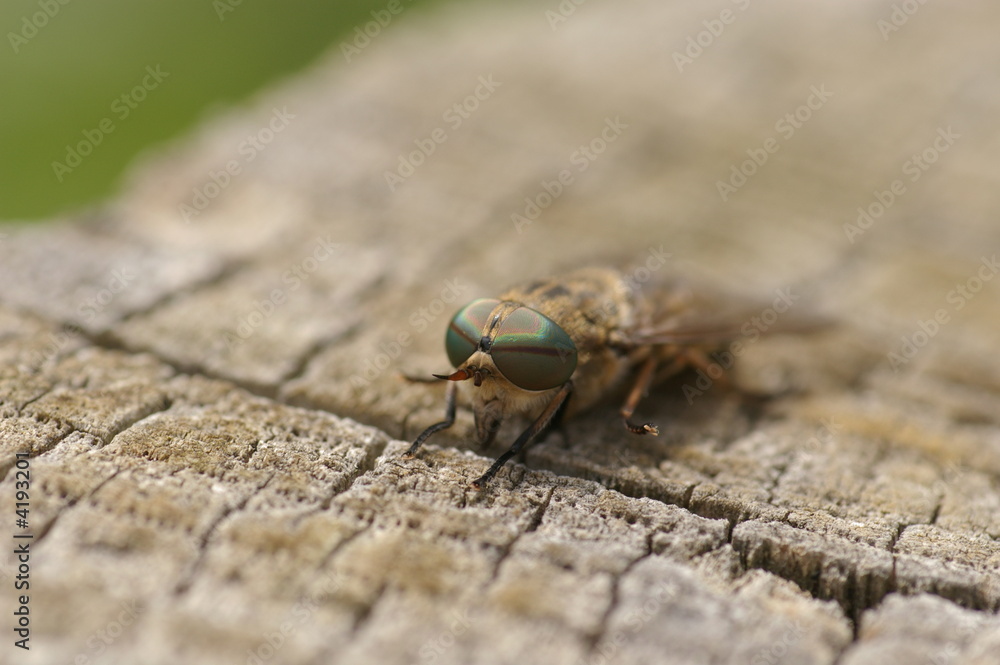 Abeille sur un morceau de bois Abeille sur un morceau de bois