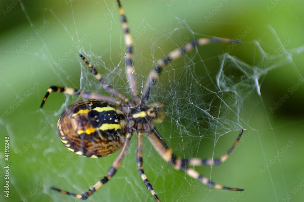 Araignée Tissant Sa Toile Araignée Tissant Sa Toile