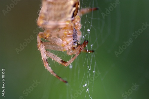 Araignée Tissant Sa Toile photo