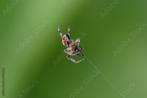 Araignée Tissant Sa Toile photo