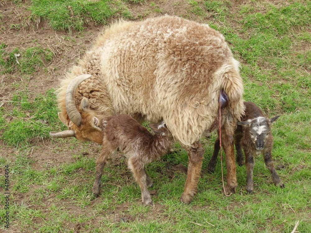 Light brown Soay ewe with newborn twin ram lambs Light brown Soay ewe with newborn twin ram lambs