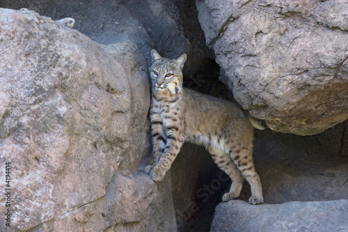 Bobcat
