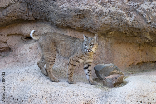 Bobcat