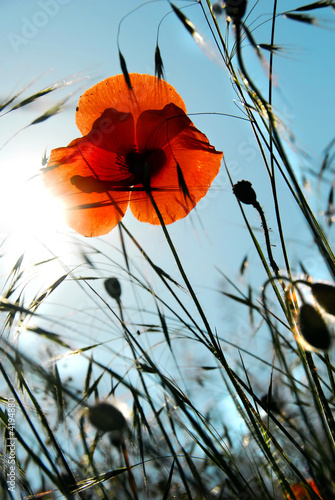 poppy