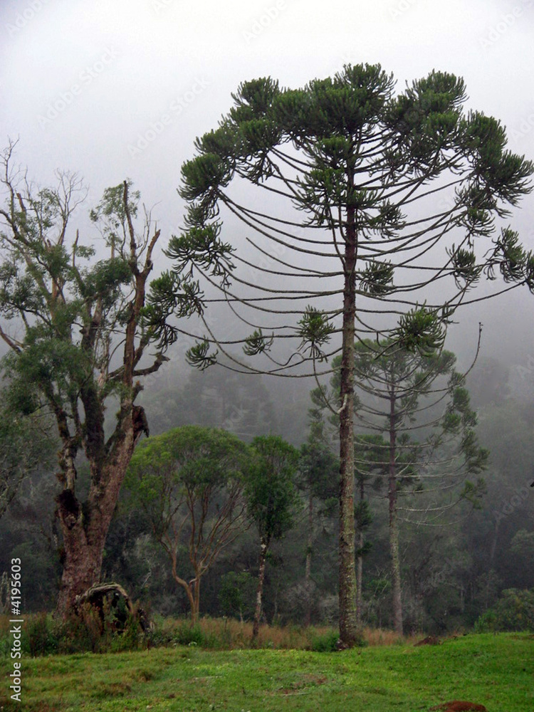 Brazilian Pine Stock Photo | Adobe Stock