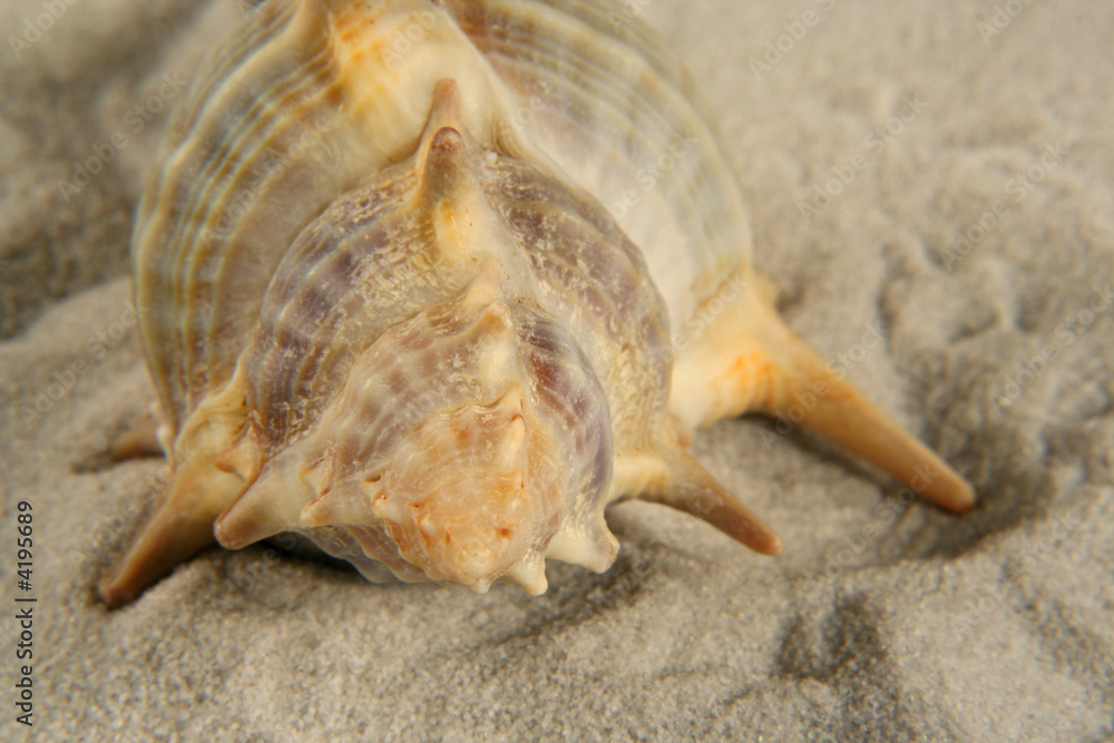 seashell on sand seashell on sand