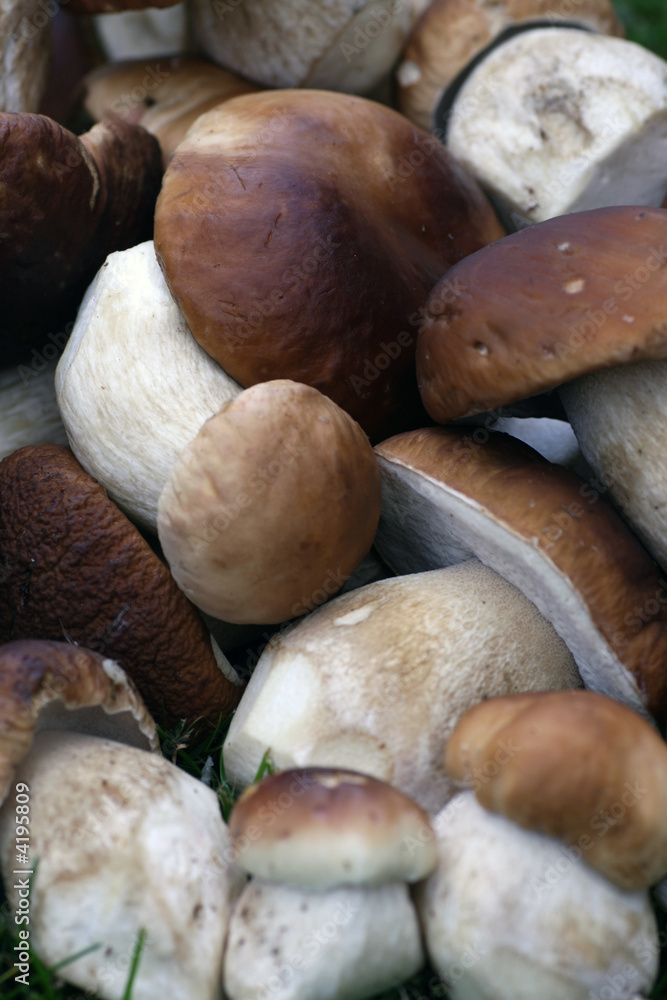 Steinpilze Steinpilze