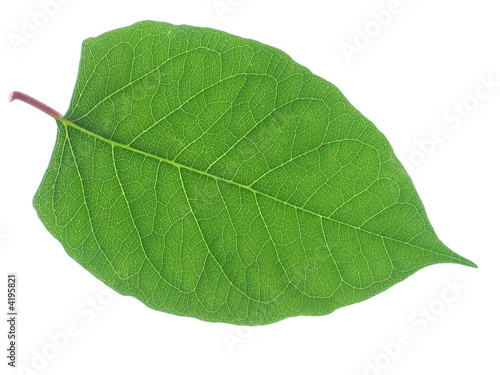 grünes Blatt