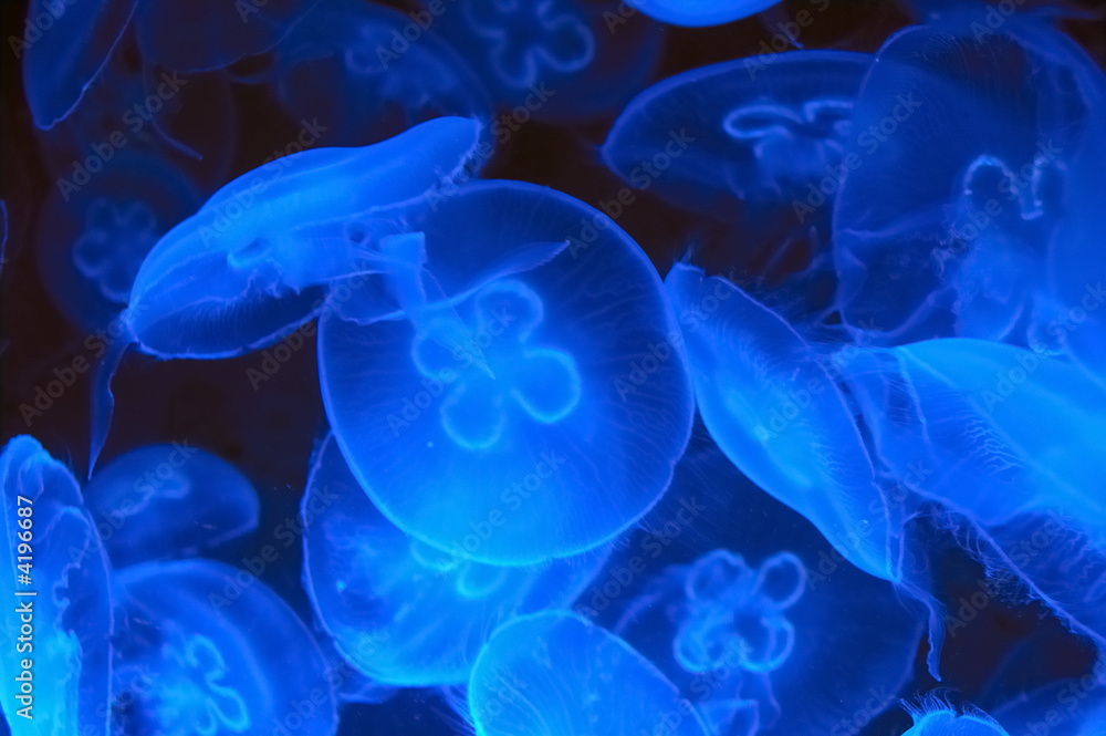 jellyfish