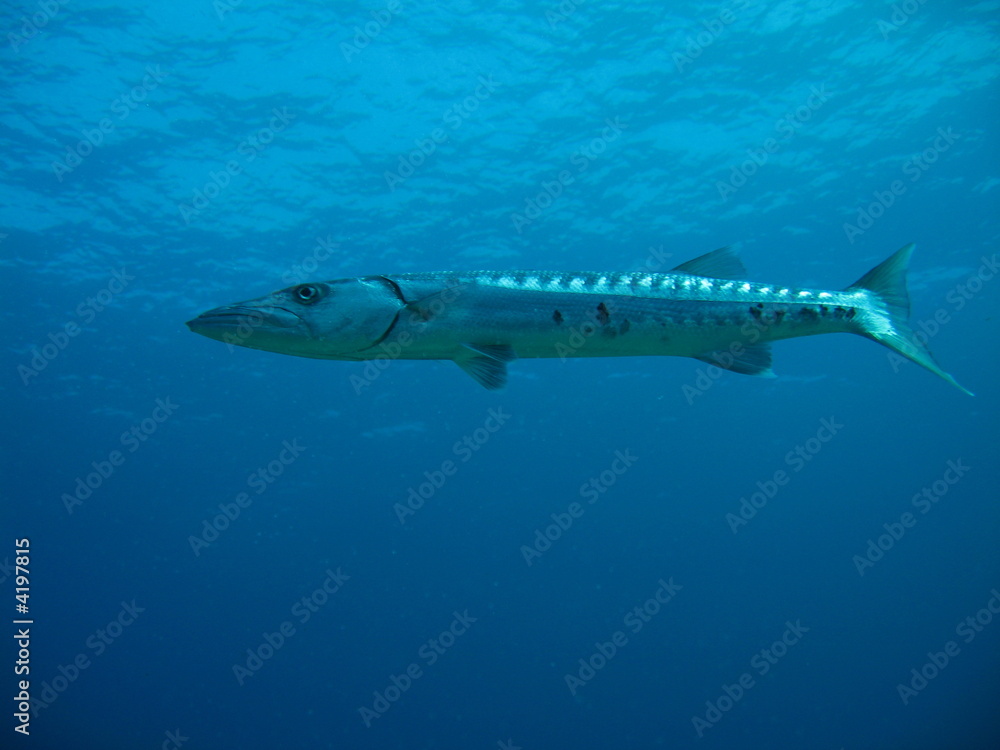 Fototapeta premium Barracyda en Mexico