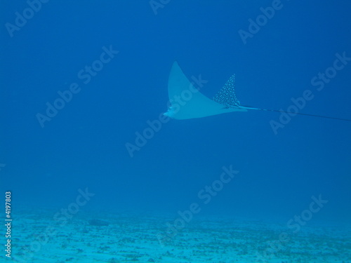 Manta en Cozumel