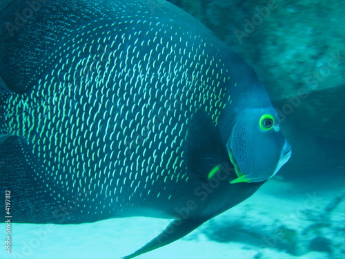 pez tropical en cozumel © Mr.Papeete