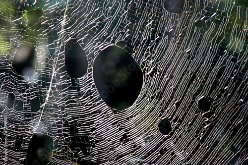 web waiting for prey photo