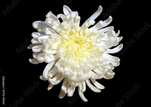 Chrysanthemum