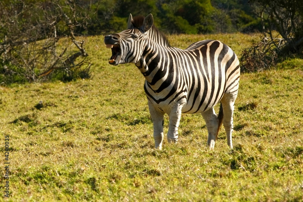 Zebra yawning