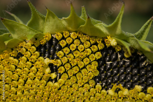 Sunflower photo