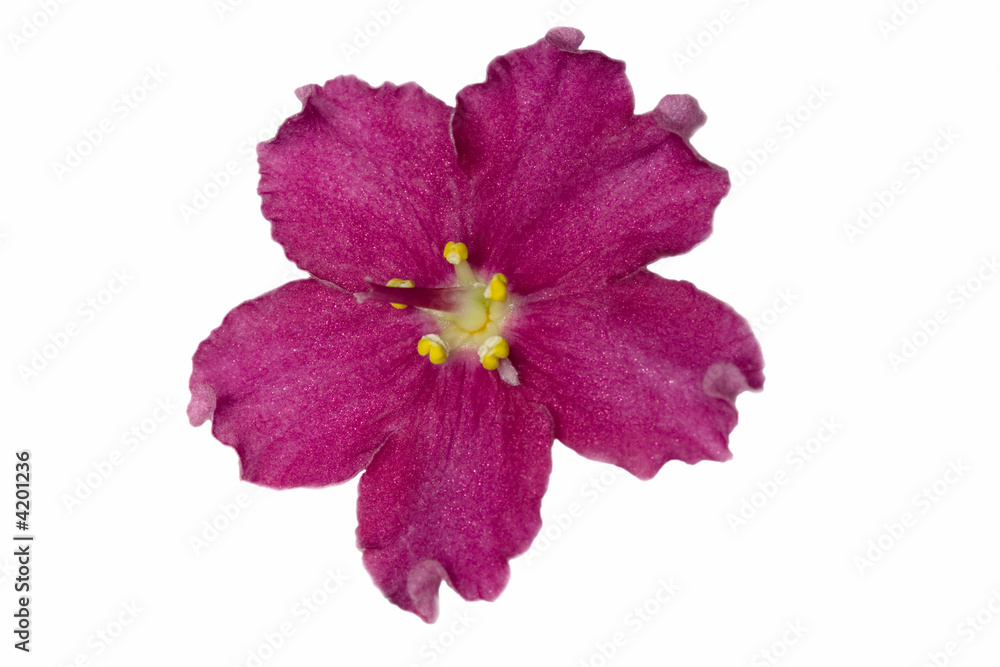 red isolated violet red isolated violet