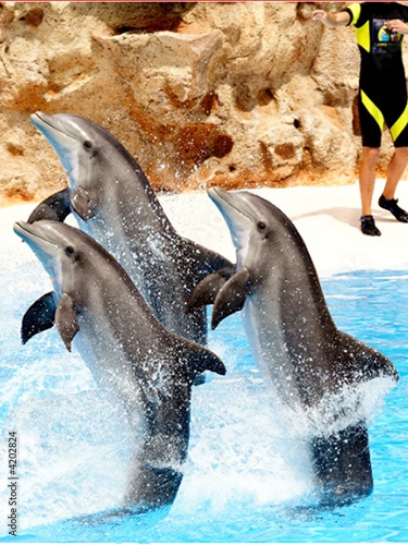 Performing Dolphins