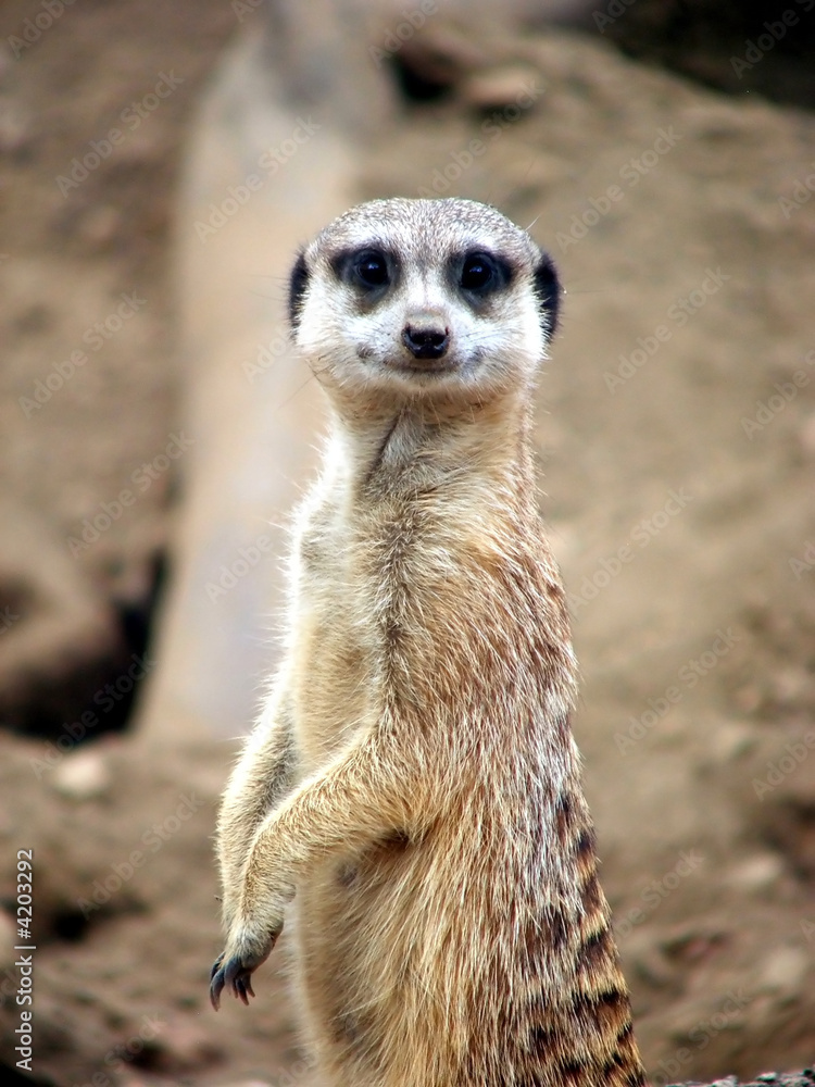 Meercat Meercat